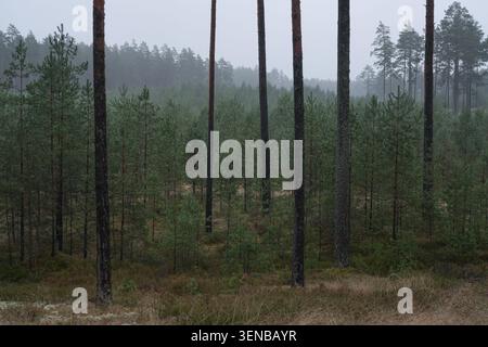 Misty pine forest landscape with young trees in Garkalne Latvia Stock Photo