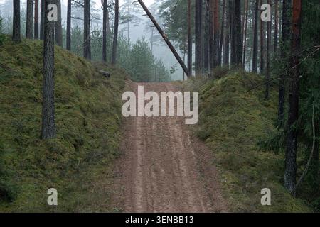 Sandy forest road climbing through misty pine woodland in Latvia Stock Photo