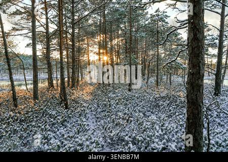 Winter sunrise in Laugas Bog with snow covered pine forest and golden sunlight, Latvia Stock Photo
