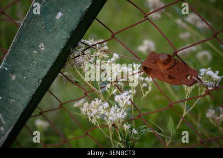 Rusty fence frames delicate white flowers blooming through it. Green post leans beside the wire mesh, weathered by time. Fallen leaf rests near blosso Stock Photo