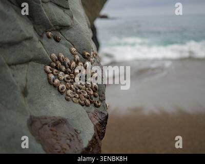 Small limpets and barnacles firmly attached to a grey sea rock Stock Photo