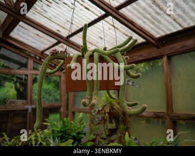 Unique rat tail cactus with long, trailing green stems spilling out of a suspended wooden planter Stock Photo