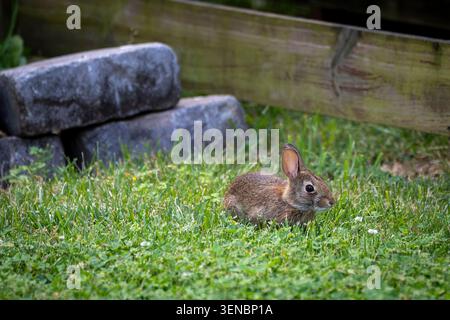 A young rabbit sits quietly in lush green grass, blending into its backyard surroundings near a wooden fence and stone border. Stock Photo
