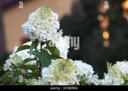 Hydrangea paniculata large white cone shaped flower clusters blooming on dark red stems with green leaves. Warm golden bokeh lights and dark backgroun Stock Photo