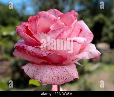 Close-up of a beautiful speckled bi-color rose. A vibrant close-up macro photograph of a bi-color rose, featuring a soft pink petal base heavily adorned with intricate fuchsia and red speckles and streaks. The flower is captured in sharp focus against a soft, blurred natural green garden background. Rome RM Italy Copyright: xGennaroxLeonardix Stock Photo
