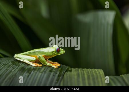 Side Profile of Red-Eyed Tree Frog (Agalychnis callidryas) on Large Leaf, Costa Rica Stock Photo