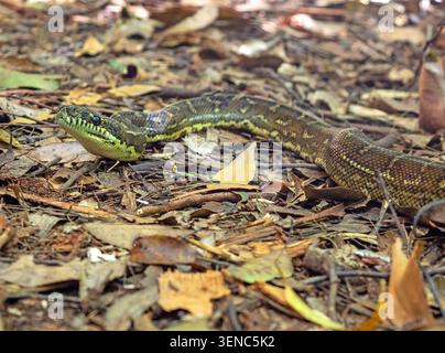 Coastal carpet python, Dorrigo National Park Stock Photo