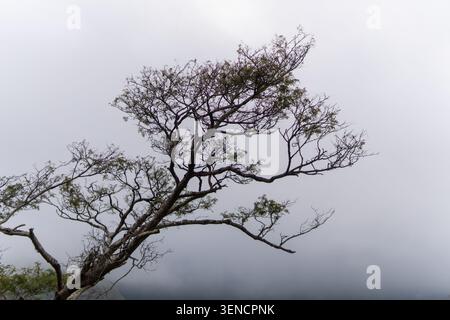 Low angle shot of a large tree with intricate branches extending into thick white fog and misty overcast sky. Stock Photo