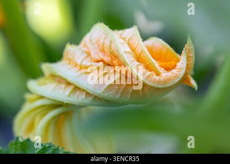 Zucchini (Cucurbita pepo) flower bud showing its vibrant orange petals and delicate green sepals, spiraling tightly as it prepares to open, symbolizin Stock Photo