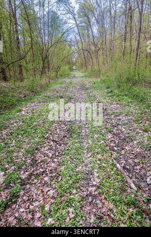 A serene spring forest path stretches into the distance through green woods, overhanging tree branches forming a natural tunnel above a leafy, mossy g Stock Photo