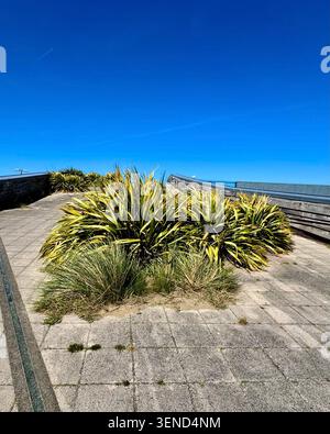 Porth Eirias Waterfront Complex, Colwyn Bay, rooftop viewing platform / picnic area, greening urban spaces, innovative architecture, regeneration Stock Photo