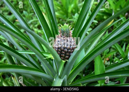 Close up view of Pineapple Plant (Ananas comosus). Colombia, South America Stock Photo