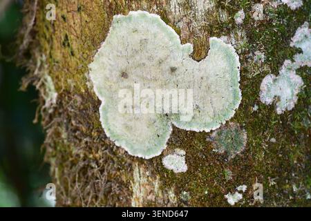 Cryptothecia striata lichen on a tree trunk in the rainforest. Atlantic Forest or Mata Atlantica, Brazil Stock Photo