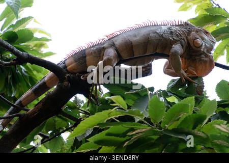 Green iguana resting on a large branch surrounded by green leaves Stock Photo