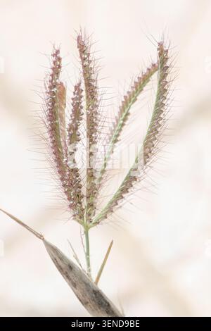 Macro vertical closeup of single wild finger grass seed head isolated on smooth light beige background template Stock Photo