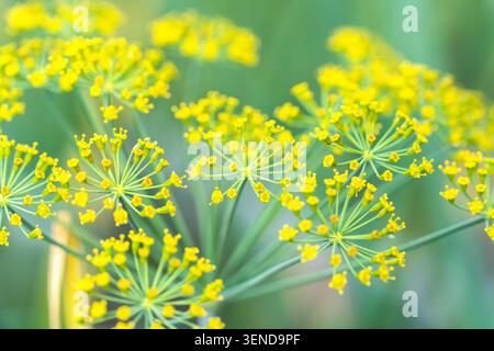 Macro horizontal closeup of blooming yellow dill flowers umbrellas on soft green blurred background in summer garden Stock Photo