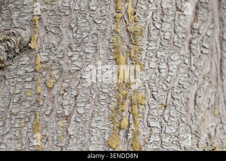 secretion of resin from Mediterranean cypress (Cupressus sempervirens) Stock Photo