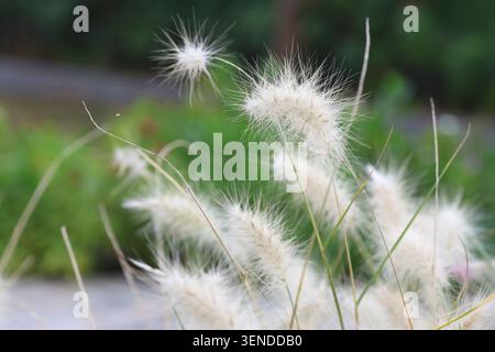 flower plumes of cenchrus longisetus (feathertop grass) in the garden Stock Photo