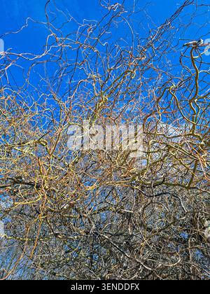 Curly branches twist and turn among other branches of a corkscrew willow tree under a bright blue sky. The scene shows a sunny day in an outdoor area. Stock Photo