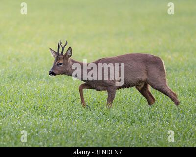 Male Roe Deer aka Roe Buck (Capreolus capreolus), in summer coat, standing in winter cereal field, fenland, Cambridgeshire, England Stock Photo