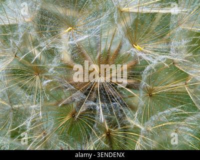 Close-up of the seed head of goatsbeard, also known as wild salsify, (Tragopogon pratensis), Aldreth, Cambridgeshire, England Stock Photo