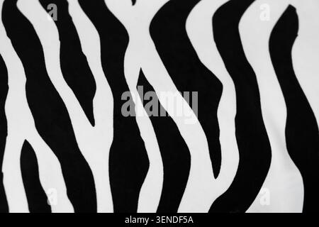 Zebra print pattern texture close up, black and white animal stripes background for fabric or interior design Stock Photo