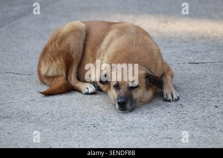 stray dog sleeping on the ground Stock Photo