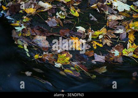 Scattered autumn leaves in shades of brown yellow and orange rest on a dark wet moss-covered rock Stock Photo