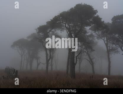 Ghostly scots pines loom from thick fog in Wharfedale, with dead timber and a collapsed dry stone wall amid rough grass in a haunting grey landscape Stock Photo