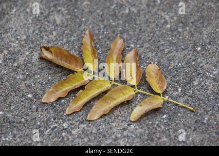 autumn leaves on the ground Stock Photo