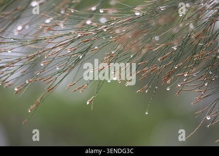 rain drops on the leaves of australian pine Stock Photo