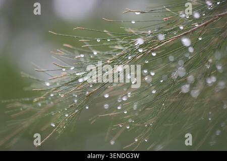 rain drops on the leaves of australian pine Stock Photo