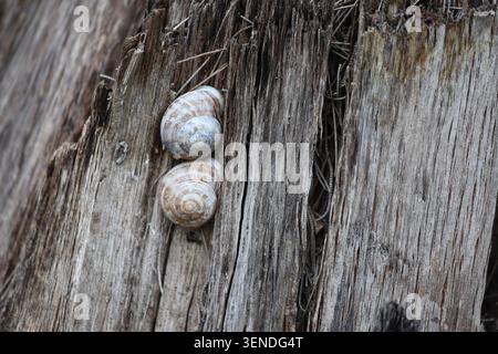 two snails on tree trunk Stock Photo