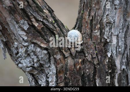 two snails on tree trunk Stock Photo