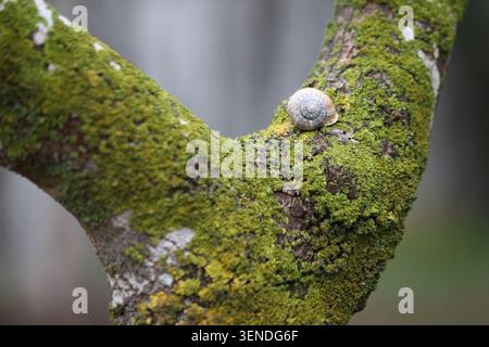 a snail on tree branch with green lichen Stock Photo