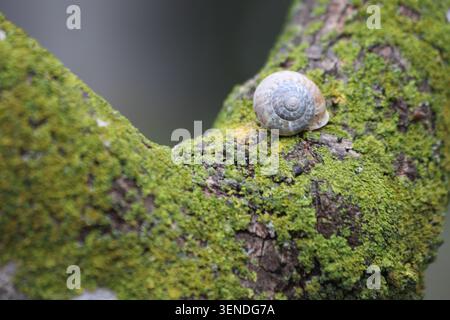 a snail on tree branch with green lichen Stock Photo