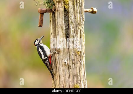Great Spotted Woodpecker male, Scientific name: Dendrocopos major, perching on an old weathered farm post and foraging for food.  The striking black, Stock Photo