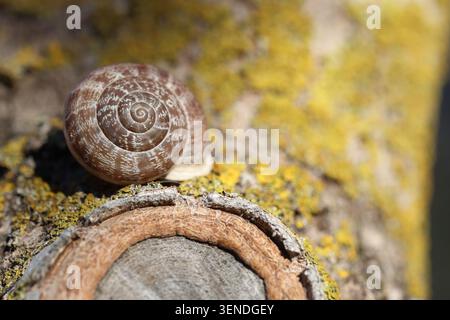 a snail on tree branch with green lichen Stock Photo
