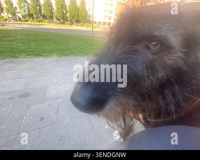 Shaggy black dog with brown eye looking attentively, wearing orange collar, sitting on stone pavement in Piazza Guglielmo Marconi, Cremona, Lombardy, Stock Photo