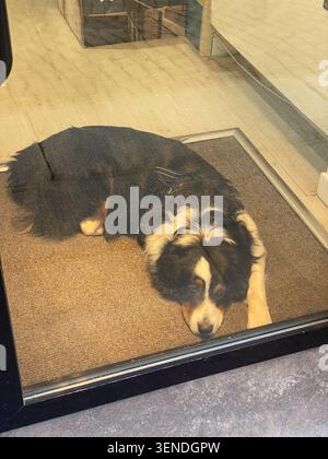 Bernese Mountain Dog resting inside a shop on Via Ceresole in Cremona, Italy, waiting for customers while observing the street through the glass Stock Photo