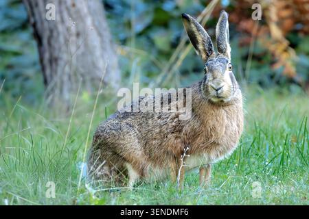 European hare (Lepus europaeus) sitting alert in a green meadow Stock Photo