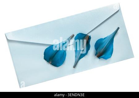 Three blue flower fallen petals on light blue blank envelope isolated over white Stock Photo