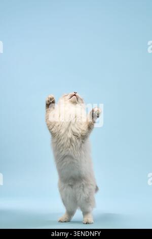 The small cat stretches its body upright and lifts both front paws. Captured from below, the motion suggests it is reaching for something unseen. Stock Photo