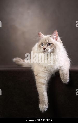The fluffy cat is perched calmly on a surface with a brown-to-black gradient behind it. Its posture and thick coat stand out against the dramatic Stock Photo