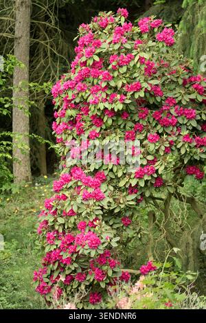Pink flowers of Roseum Elegans Rhododendron Rhododendron 'Roseum Elegans' Stock Photo
