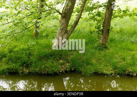 Green leaves of Sycamore Maple Acer pseudoplatanus on a grassy river bank Stock Photo