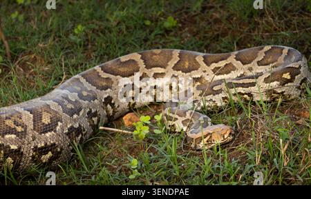 An indian python in the grass Stock Photo