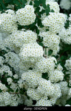 White flowers of Vanhoutte Spirea Spiraea x vanhouttei Garden Stock Photo
