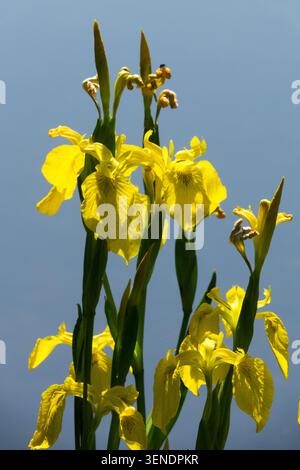 Yellow flowers of Yellow Flag Iris Iris pseudacorus, against blue water in a Summer Garden Stock Photo