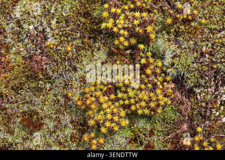 Close-up of lush green moss texture Stock Photo